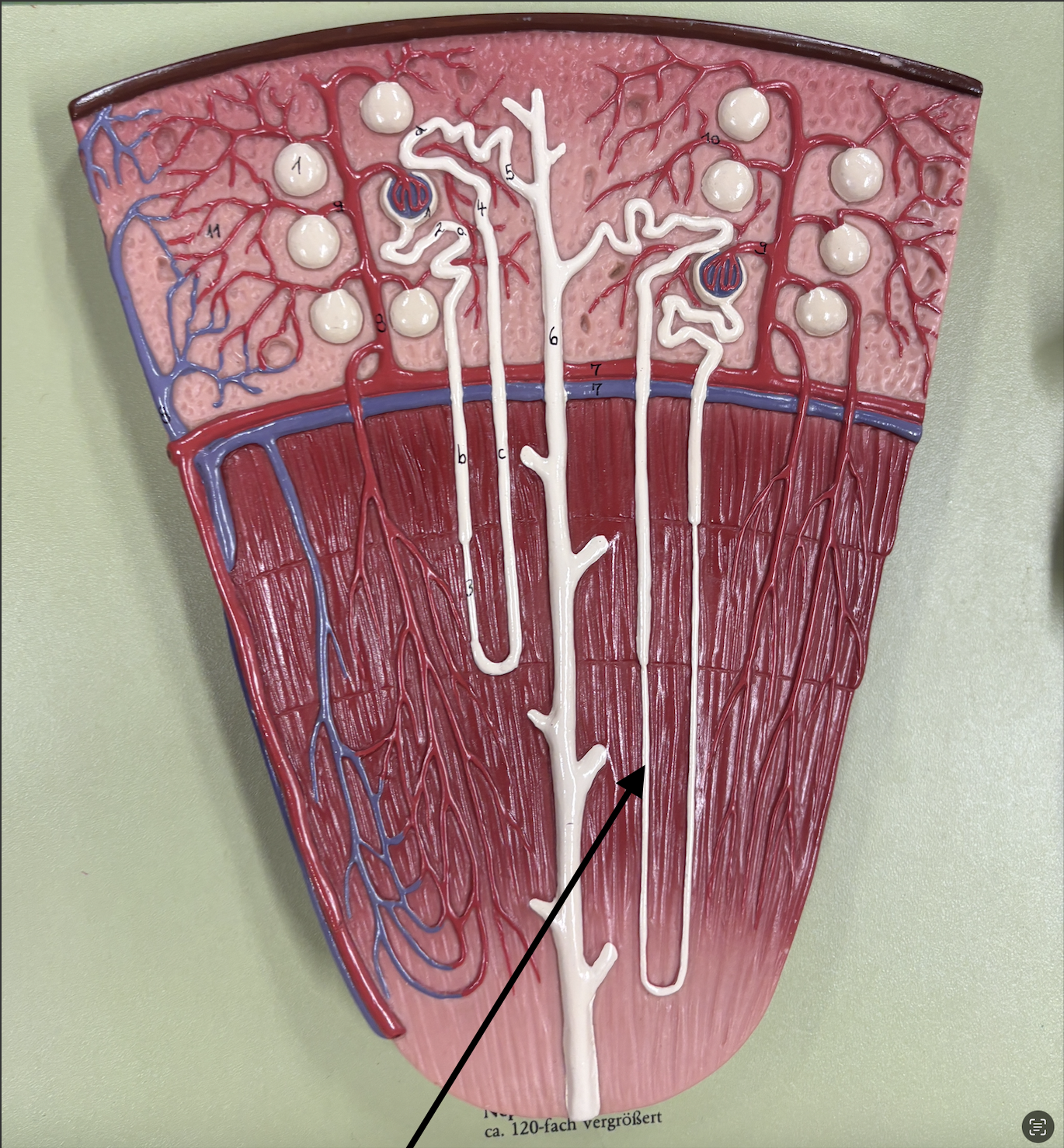 <p>what structure is the arrow pointing to? </p>