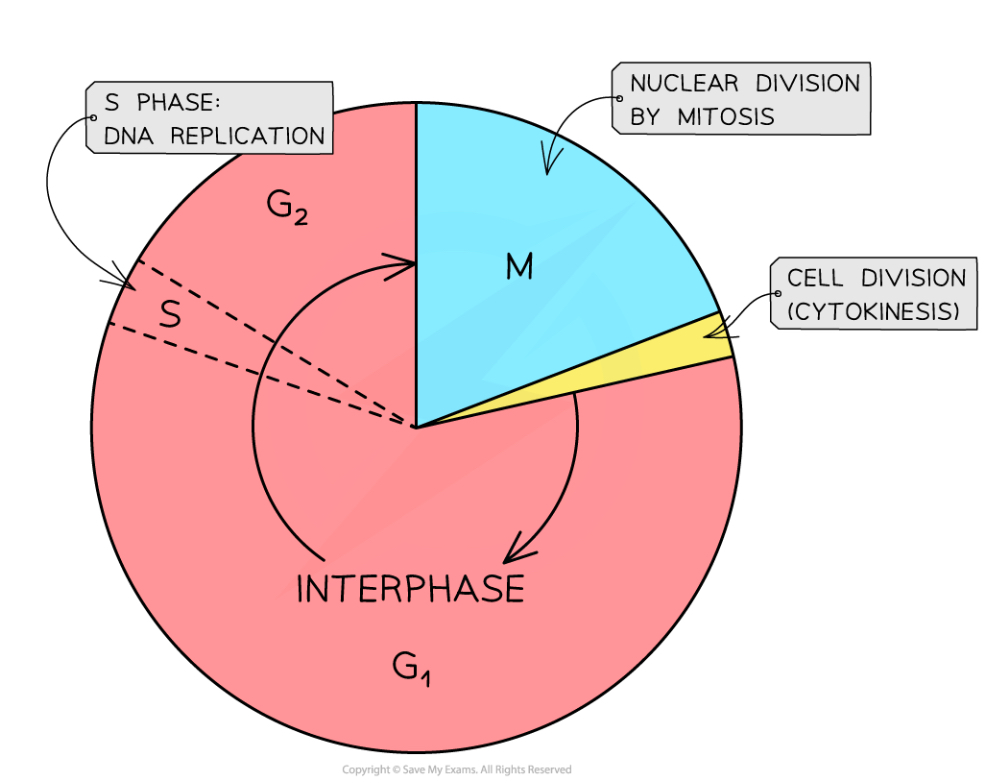 <ul><li><p>The cell spends most of its time in <strong>interphase</strong>, which consists of the <strong>G1, S and G2 phases</strong></p></li><li><p>The next section is <strong>mitosis</strong>, when the nucleus divides</p></li><li><p>Then the cell undergoes <strong>cytokinesis</strong>, when the cell splits into two genetically identical daughter cells</p></li></ul>