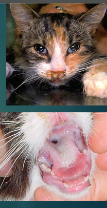 <p>Clinical signs of<strong> cat flu</strong></p>
