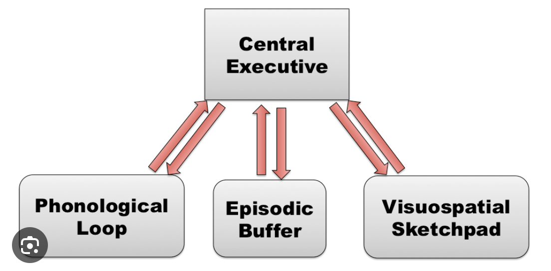 <p>the attentional control system in Baddeley's Working Memory Model, acting like a supervisor that directs cognitive resources, manages information flow, and coordinates subsystems (phonological loop, visuospatial sketchpad, episodic buffer) for tasks like planning, problem-solving, and multitasking, essentially controlling what we focus on and how we process information</p>