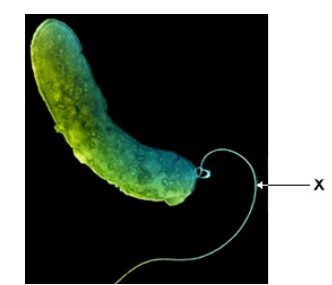 <p>The figure above is different from an image of this bacterium obtained using a transmission electron microscope. Describe and explain one difference between these images.</p>