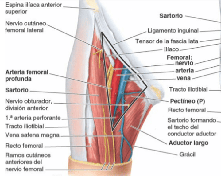 <p>La vena femoral termina en el ligamento inguinal, convirtiéndose en</p>