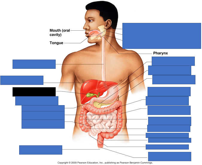 knowt flashcard image