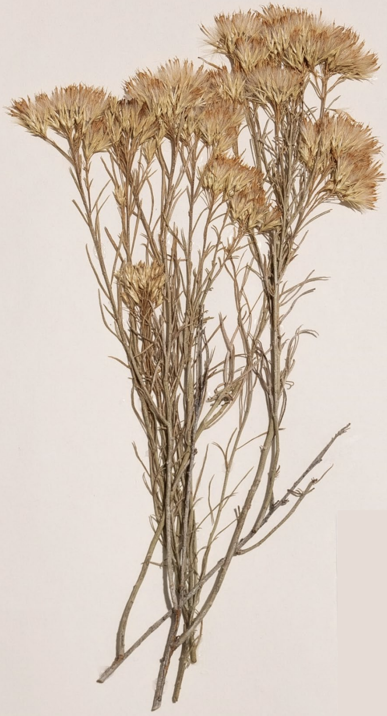 <p>What is this plant’s scientific name?</p>