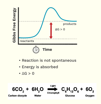 <ul><li><p>Now in here it is opposite, here there is a small free energy of the reactant compared to product. </p></li><li><p>If ganito siya, the Free energy difference is greater than 0</p><ul><li><p>This means positive</p><ul><li><p>If its positive the reaction cannot proceed independently, it is unstable.</p></li><li><p>We’ll need an input of energy, that is why energy here is absorbed.</p></li><li><p>Ex. Anabolic reactions such as Photosynthesis. We need H20 - CO2 and the energy is sunlight producing 02 and glucose.</p></li><li><p>Why is it anabolic? its because we formed a big biological molecule which is your sugar. </p></li></ul></li></ul></li></ul><p></p>