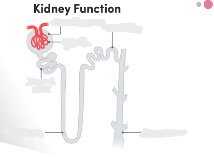 <p>Label the nephron</p>