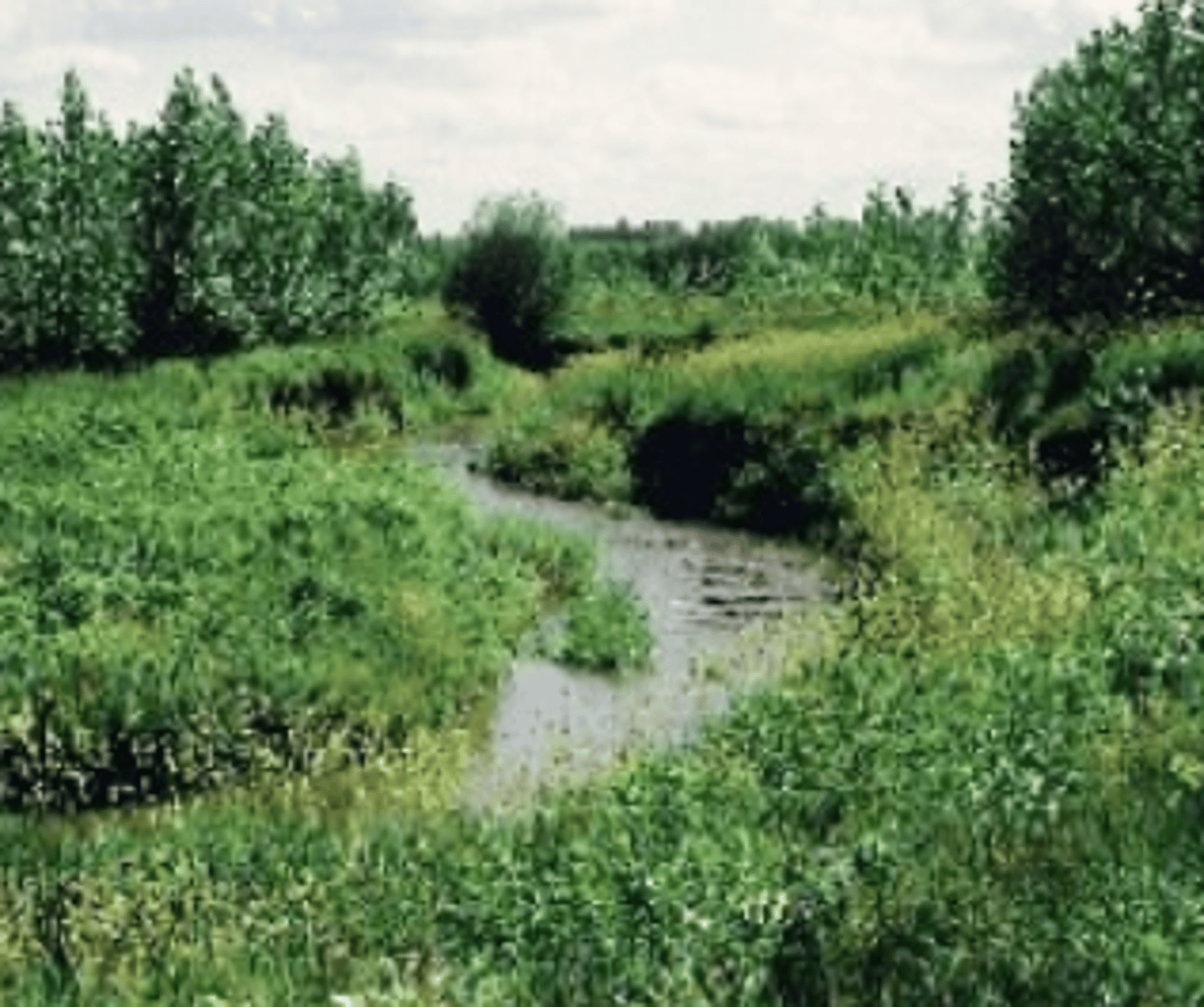 <p>Vegetated area along waterways that protects against erosion and filters pollutants.</p>