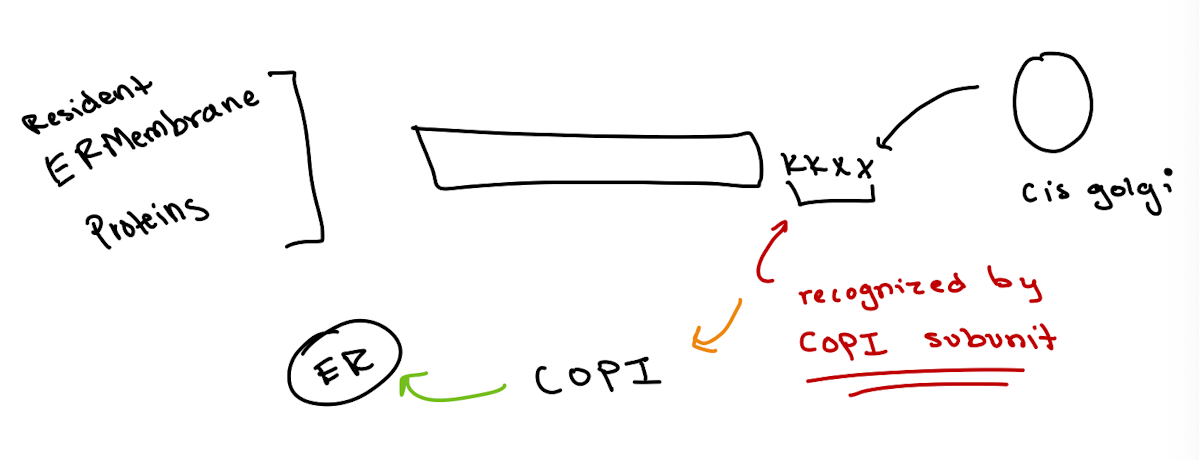 <p>Directly by a COPI subunit in the cis-Golgi</p>