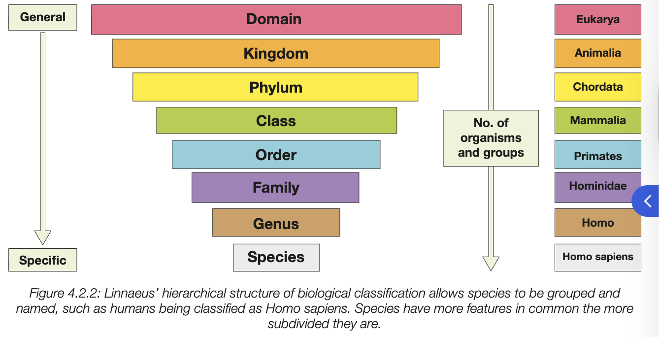 <ul><li><p>based on shared characterisits as well as molecular similarities (domains highest, most general, species lowest, most specific)</p></li><li><p>as they are smaller, become more sepcific and contian less sepcies </p></li><li><p>species closely related have greater no of same taxonimic levels</p></li></ul><p></p>
