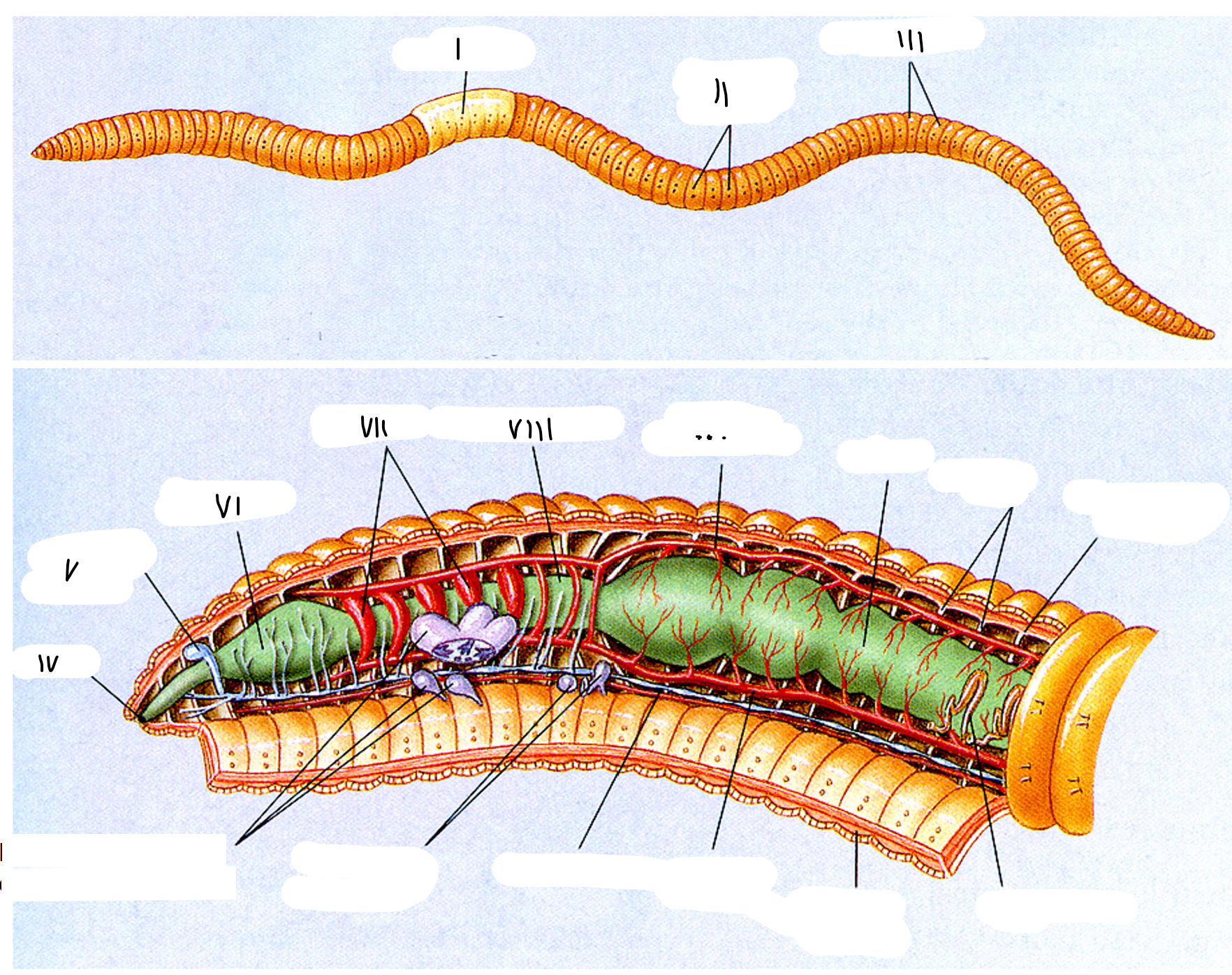 <p>i clitellum</p><p>ii chaetae</p><p>iii segmenten</p><p>iv mond</p><p>v cerebrale ganglia</p><p>vi pharynx</p><p>vii harten</p><p>viii oesophagus (slokdarm)</p><p>ix dorsaal bloedvat</p><p>x darm</p><p>xi septa</p><p>xii longitudinale spieren</p><p>xiii nephridium</p><p>xiv circulaire spieren</p><p>xv ventraal bloedvat</p><p>xvi zenuwstreng</p><p>xvii vrouwelijke gonaden</p><p>xviii mannelijke gonaden en zaadoplagzakje</p>
