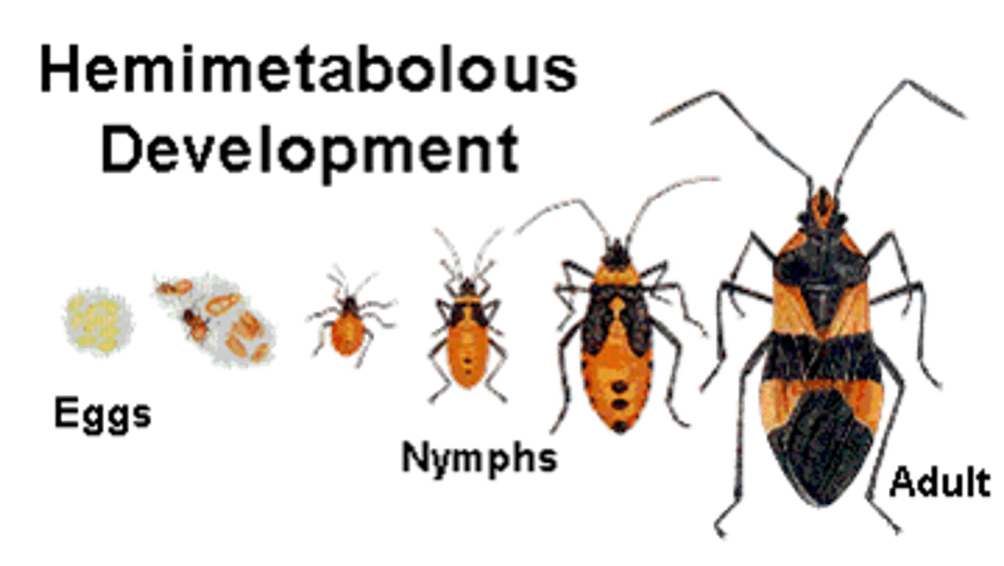 <p>Gradual (incomplete) metamorphosis</p><p>Dragonflies, damselflies, stoneflies, mayflies, grasshoppers, cicadas, cockroaches, termites</p>