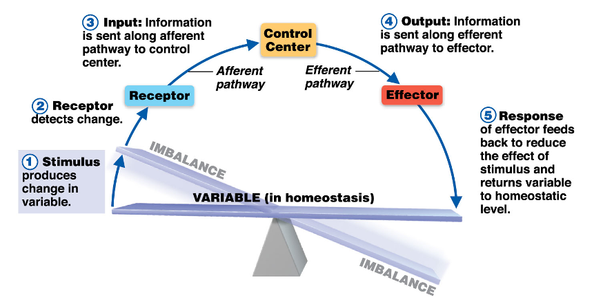 <p>Receptor, Control center, effector</p>