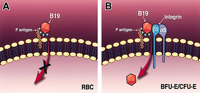 <p>It infects <strong>red blood cell precursors</strong> because it attaches to the<strong> P antigen</strong> and needs a helper protein <strong>(α5β1 integrin)</strong> that is only found on these young cells, not on mature red blood cells.</p>