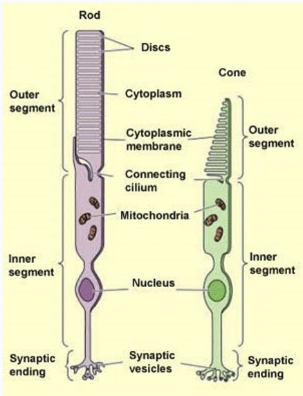 <p>A connecting cilium, containing microtubules. </p>