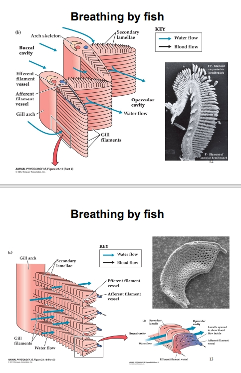 <ul><li><p>Water enters the buccal cavity (mouth), passes over the gill filaments, and exits through the opercular cavity (gill cover).</p></li><li><p>Blood flows through capillaries in the opposite direction (shown by red arrows).</p></li><li><p>This opposite (countercurrent) flow keeps a constant diffusion gradient — oxygen always moves from the water (which has higher O₂) into the blood (which has lower O₂).</p></li><li><p>This active pumping maintains a continuous water flow even when stationary.</p></li></ul><p></p>