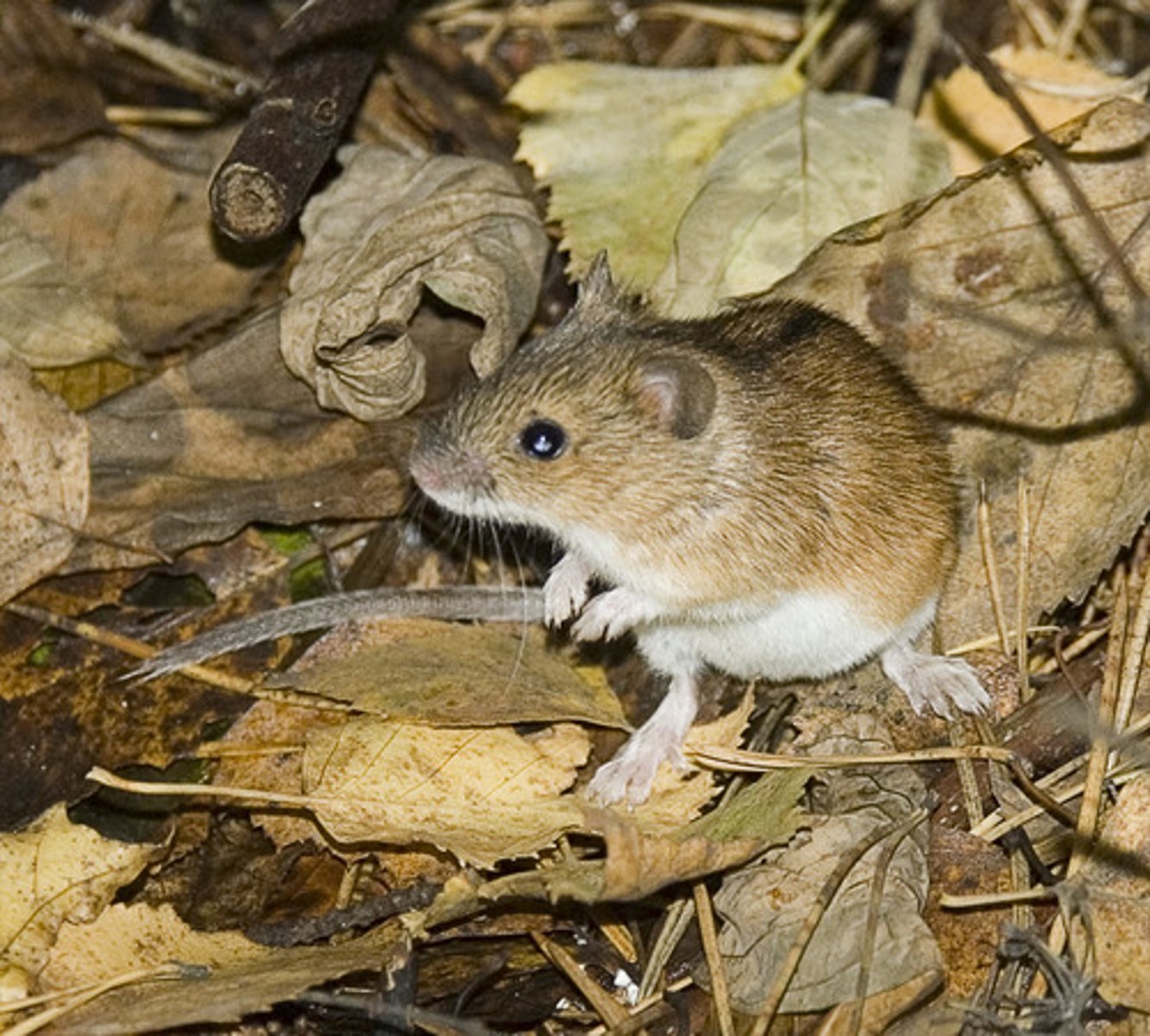 <p>mouse</p>