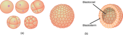 ~128 cells