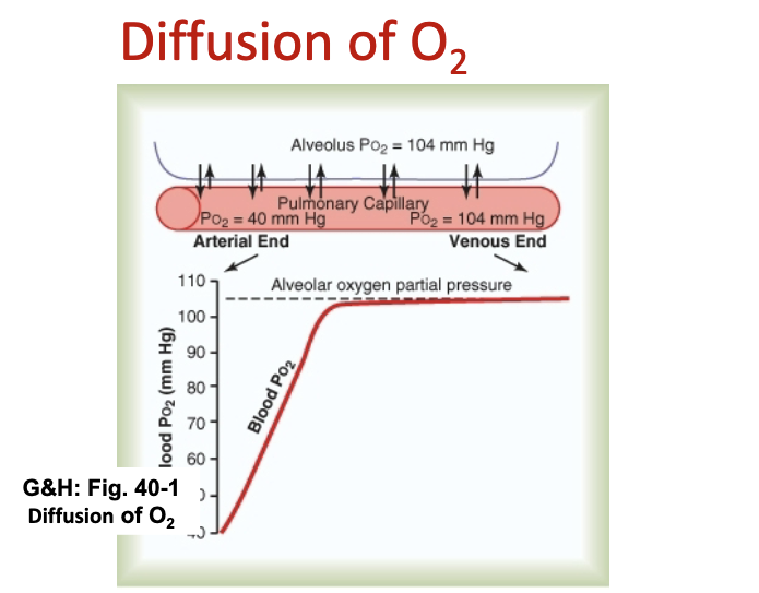 <p>Graph demonstrates O₂ diffusion from alveoli to blood </p><ul><li><p><span style="color: rgb(20, 3, 3);"><span>O2 reaches equilibrium within 0.25sec. or approximately 1/3 the distance through the capillary bed</span></span><span style="color: rgb(20, 3, 3);">.</span></p></li></ul><div data-type="horizontalRule"><hr></div><p>JW HY: </p><ul><li><p>So what you have to remember is this is a pulmonary capillary.</p></li><li><p>pulmonary artery Is deoxygenated blood coming from the right heart.</p></li><li><p>The pulmonary vein is going into the Left atria to pump this oxygen-rich blood into the systemic circulation.</p></li></ul><p></p>