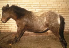<p>What is this clinical sign of tetanus called?</p>