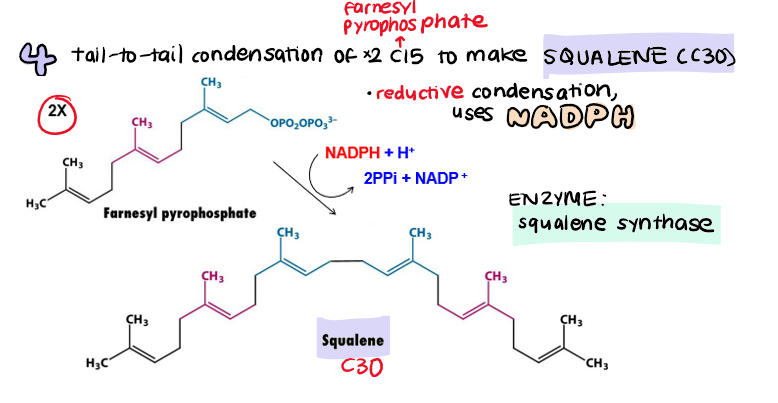 <p>tail to tail <strong>reductive </strong>condensation</p><ul><li><p>uses NADPH</p></li></ul><p>farnesyl pyrophosphate x2 → <strong>squalene (C30)</strong></p>