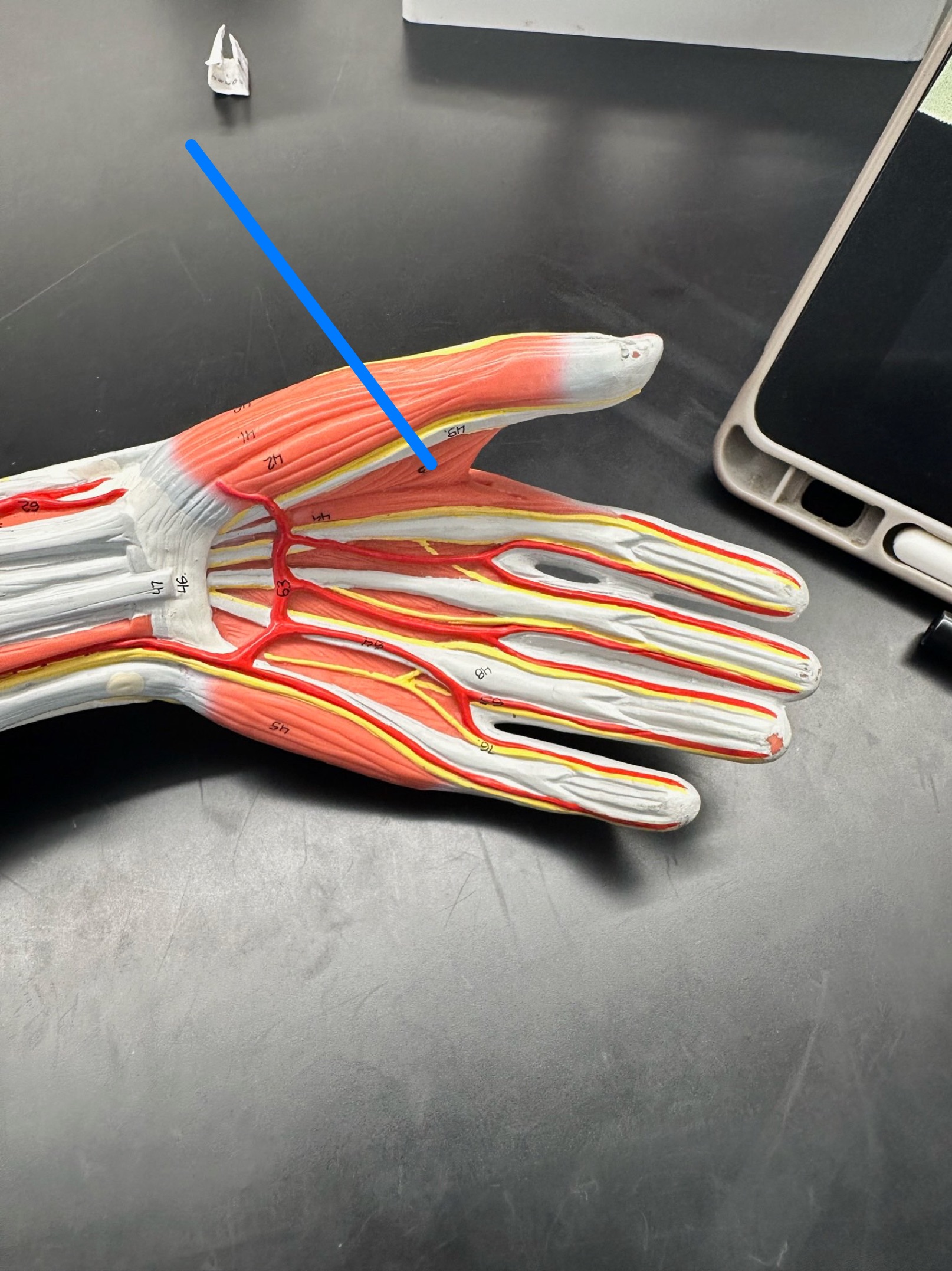 <p>ID muscle</p>