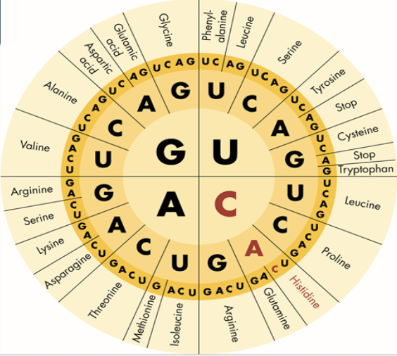 <p>Translate this RNA strand “AUG GCA UGA<strong>”</strong> into an amino acid sequence</p>