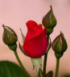 <p>Sepals (calyx) (outer floral organs)</p>