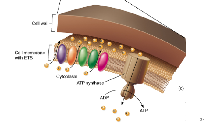 <p>Electrons pass through proteins in membrane</p><ul><li><p>Hydrogen ions (<strong>H+</strong>) pumped out into <strong><u>(Periplasmic space</u>)</strong></p><ul><li><p>Space between the plasma cell membrane and the cell wall. </p></li></ul></li><li><p><strong>Creating a Proton Gradient</strong> (Protons motive force) </p></li></ul><p></p>
