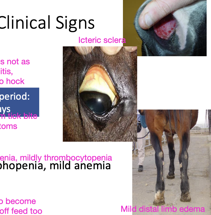 <p>-fever</p><p>-mild distal limb edema</p><p>-inappetence</p><p>-icterus</p><p>-lethargy</p><p>-mucosal petechiae</p><p>-pancytopenia (neutropenia, lymphopenia, mild anemia)</p><p>-mild thrombocytopenia)</p><p>- +/- ataxia (rare)</p>