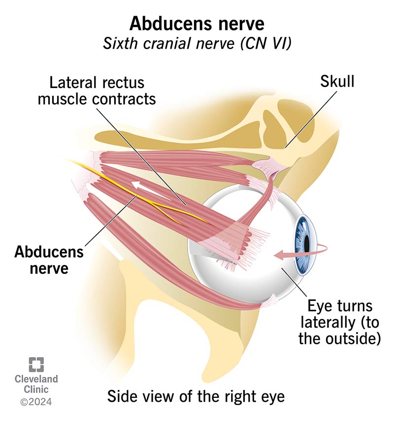 <p>Abducens</p><ul><li><p>MOTOR</p></li><li><p>passes through <strong>Superior orbital fissure</strong></p></li><li><p>abducts eye (move one specific eye muscle)</p></li></ul><p></p>