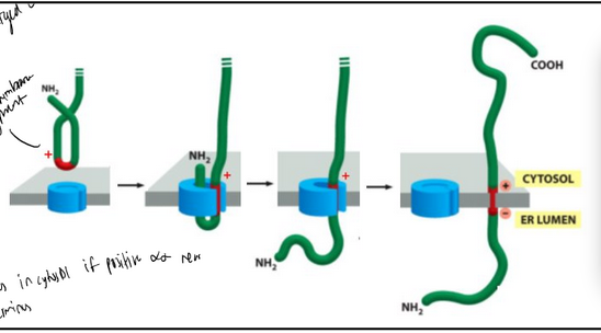 <p>C-terminus stays in the cytosol</p><ul><li><p><span style="background-color: transparent; font-family: "Times New Roman", serif;"><span>Two modes of insertion are possible:</span></span></p><ul><li><p><span style="background-color: transparent; font-family: "Times New Roman", serif;"><span>“NH</span><sub><span>2</span></sub><span> in” (Type II)</span></span></p></li><li><p><span style="background-color: transparent; font-family: "Times New Roman", serif;"><span>“NH</span><sub><span>2</span></sub><span> out” (Type III)</span></span></p></li></ul></li><li><p><span style="background-color: transparent; font-family: "Times New Roman", serif;"><span>Orientation depends on positive/negative amino-acid charge distribution around the signal anchor sequence. Positive charges tend to remain on the cytosolic side of the membrane (it is proposed that negatively charged lipids are present around the translocation channel).</span></span></p></li></ul><p></p>