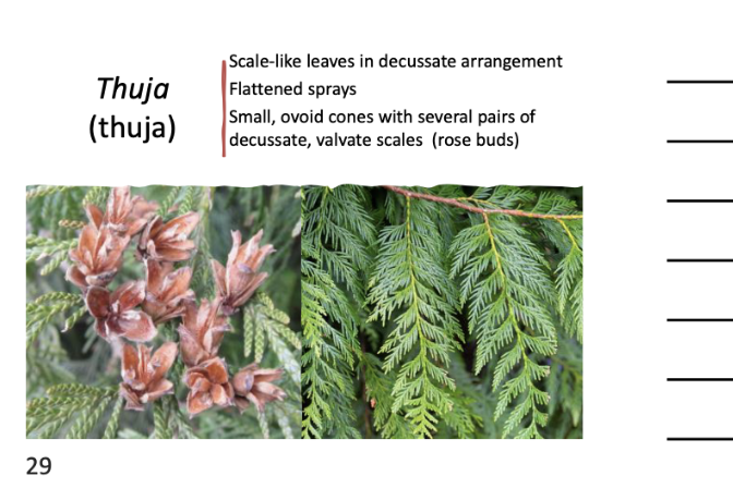 <p>Scale-like leaves in decussate arrangement, flattened sprays. Small ovoid cones with several pairs.</p>