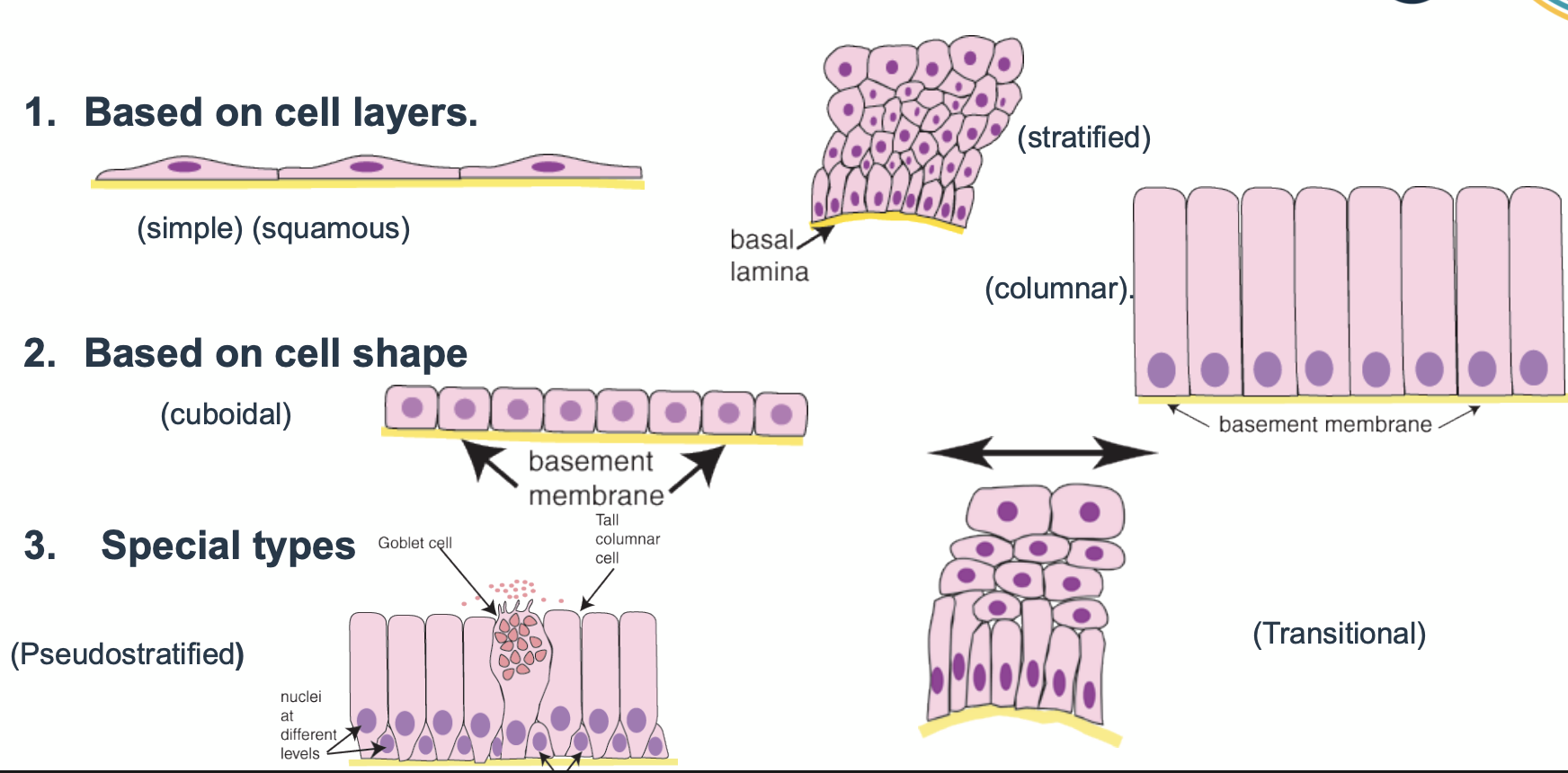 <p>1. based on cell layers e.g. simple - single layer of cells, stratified</p><p>2. based on cell shape e.g. cuboidal, columnar, squamous (flat)</p><p>3. special types e.g. pseudostratified (cells of two different shapes), transitional</p><p>the base would be called basement membrane or basal laminar</p><p>cells closer to the base = basal cells</p>