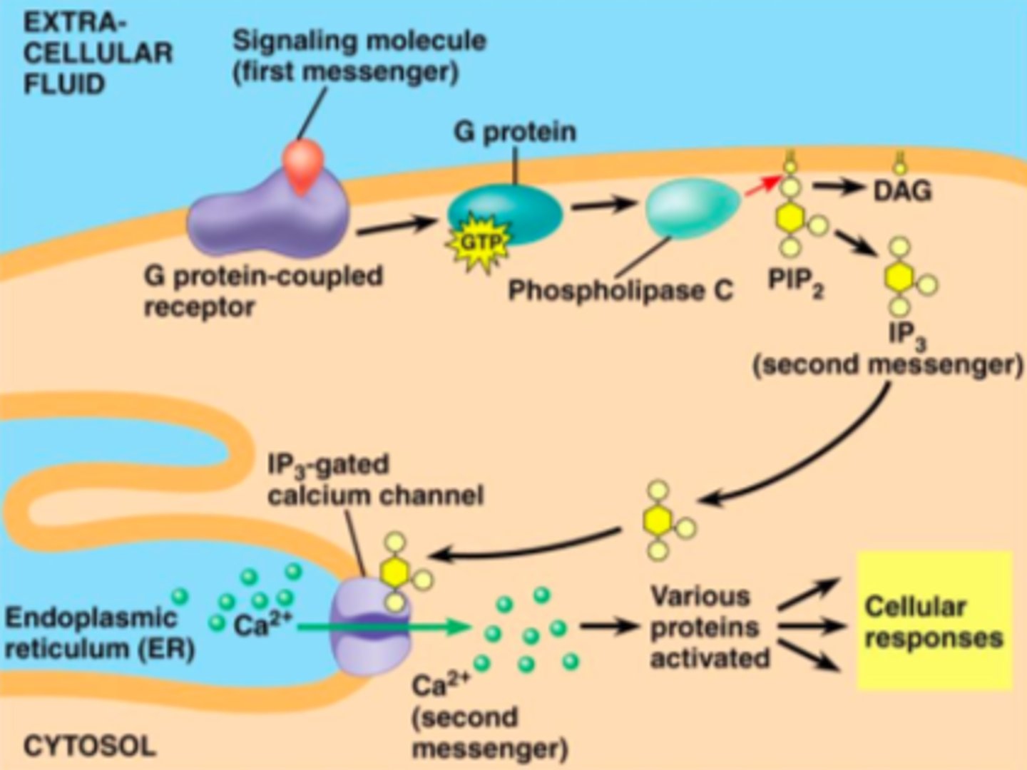 <p>act as a second messenger in many signal transduction pathways in cells to lead to a response.</p>
