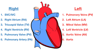 <p>Blood flow through the Heart (step #2)</p>