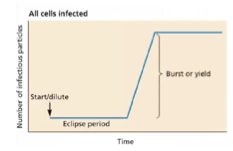 <p>On obtient une courbe avec une période d’éclipse, une phase exponentielle de libération de virus, puis un plateau lorsque toutes les cellules ont été infectées et que les virus ont été libérés</p>