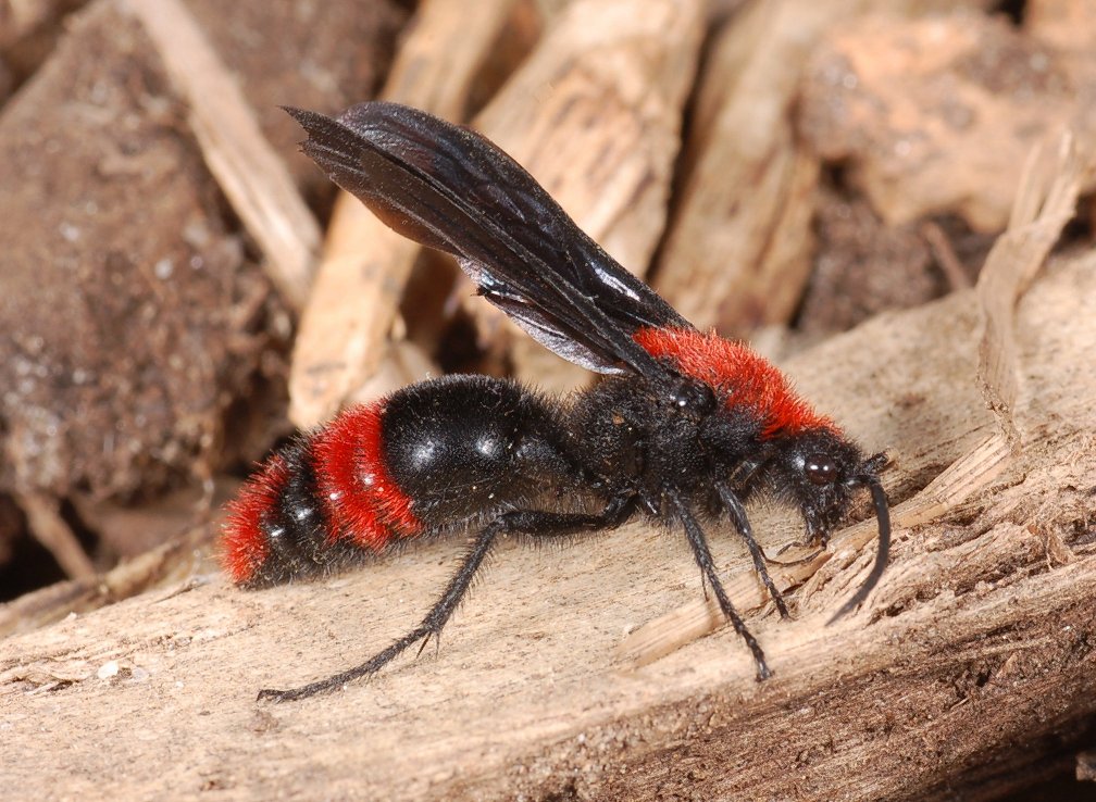 <p>Family Mutillidae (velvet ants)</p><p></p><p>Females wingless; Males with wings</p><p>Densely pubescent and often brightly colored</p>