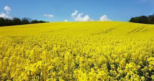 <p>rapeseed</p>