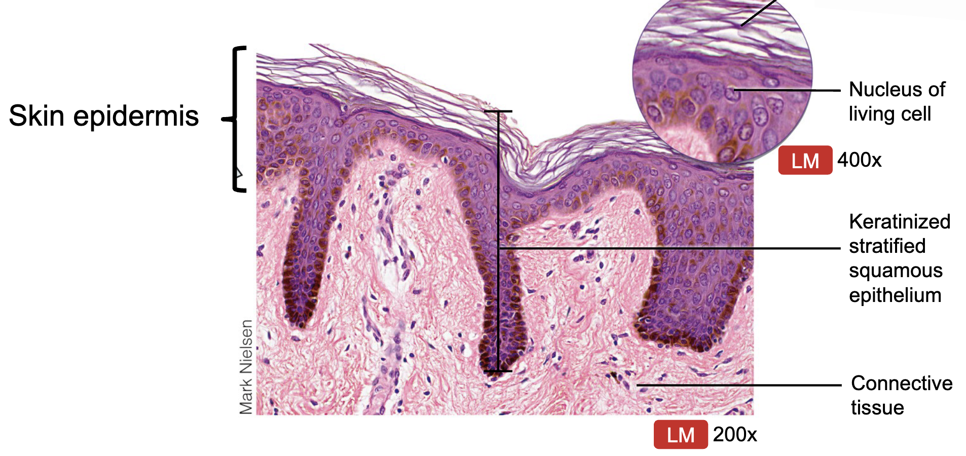 <ul><li><p>epidermis of skin</p></li><li><p>function: protection, water resistance, resists abrasion</p></li></ul><p></p>