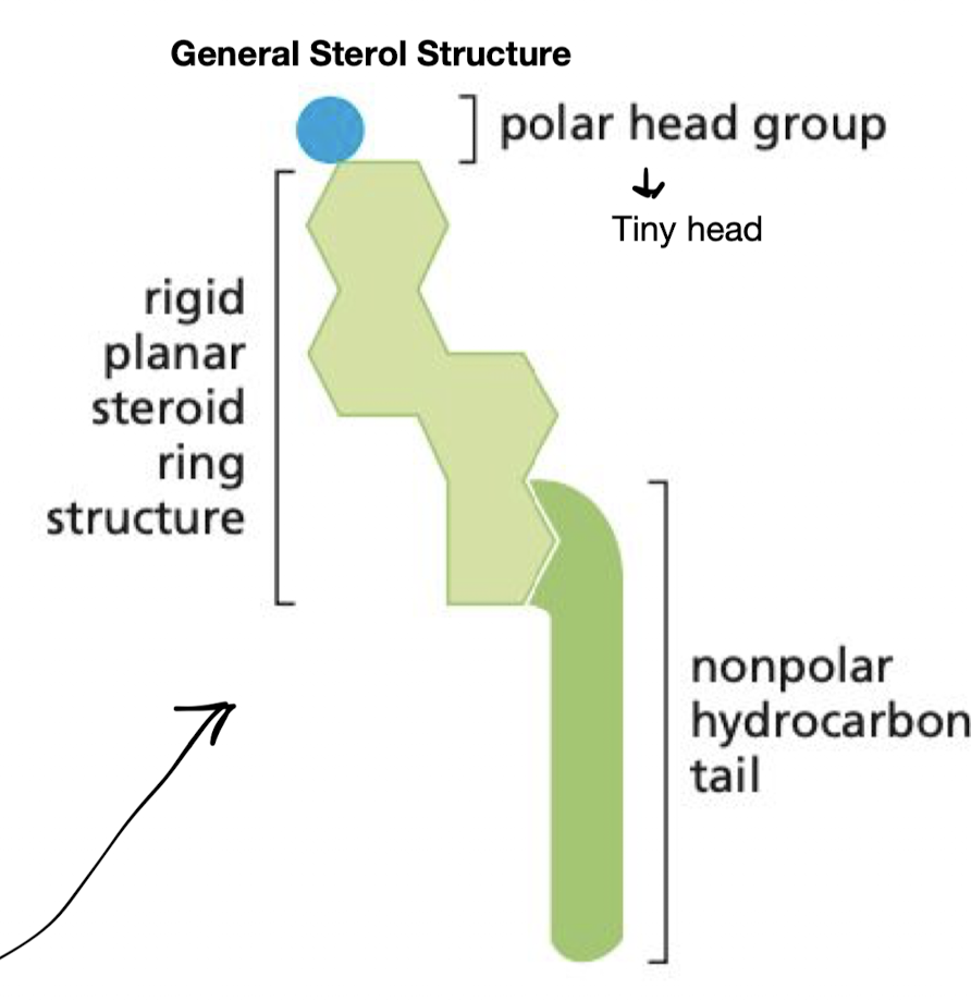 <p>Rigid ring structures related to steroids but containing a single polar hydroxyl group and a short nonpolar hydrocarbon chain.</p><ul><li><p>act as a buffer, maintain fluidity of membrane</p></li><li><p>mainly found in animals</p></li><li><p>cholesterol = main sterol in animals</p></li></ul>