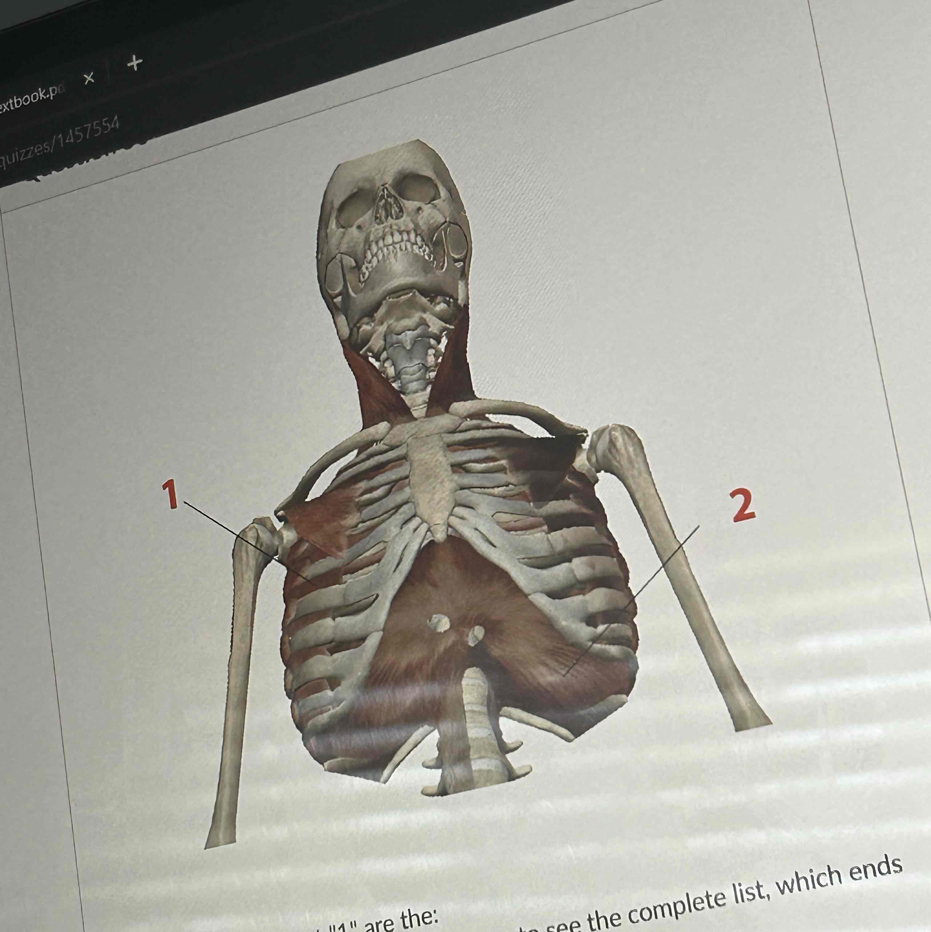 <p>The muscles shown at “1” Are the</p>
