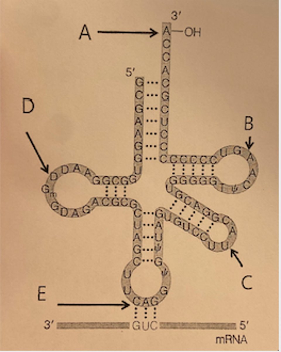 <p>Letter E</p>