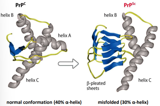 <p>a normal glycosylated cell-surface protein, abundant on surface of nerve cells in the brain</p><ul><li><p>misfolded form = PrP<sup>Sc</sup></p></li></ul><p></p>