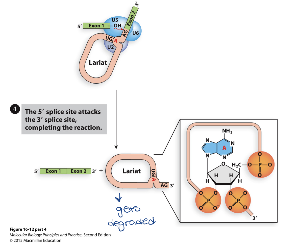 <ul><li><p>results in lariat (intron that’s cut out in a lasso/non-linear shape) containing the intron attached by the 3’ end</p></li><li><p>U2-U6-U5 remains attached and causes nucleophile attack on phosphodiester bond at 3’end</p></li><li><p>results in release of intron and joining of 5’ and 3’ ends on exons</p></li><li><p>requires energy</p></li><li><p>second step in transesterification</p></li></ul>