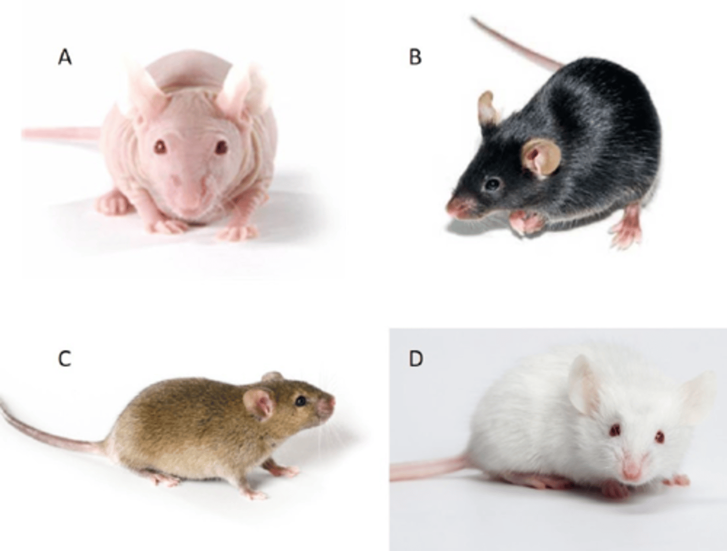 <p>Which of the mice shown is most likely to be susceptible to 𝘊𝘰𝘳𝘺𝘯𝘦𝘣𝘢𝘤𝘵𝘦𝘳𝘪𝘶𝘮 𝘣𝘰𝘷𝘪𝘴?</p><p>A. A</p><p>B. B</p><p>C. C</p><p>D. D</p>
