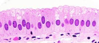 <p>Tall, Rectangle cell and the nuclei is at the bottom of the cell</p>