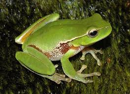 <p>What are the main features of amphibians?</p>