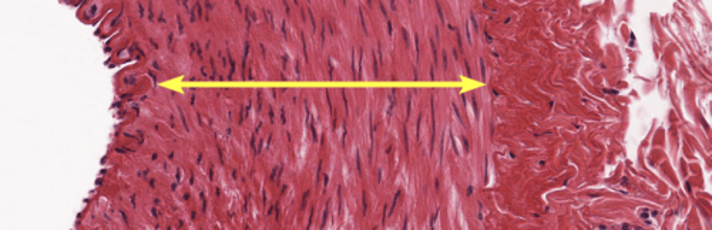 <p>middle layer of smooth muscle and elastic connective tissue</p>