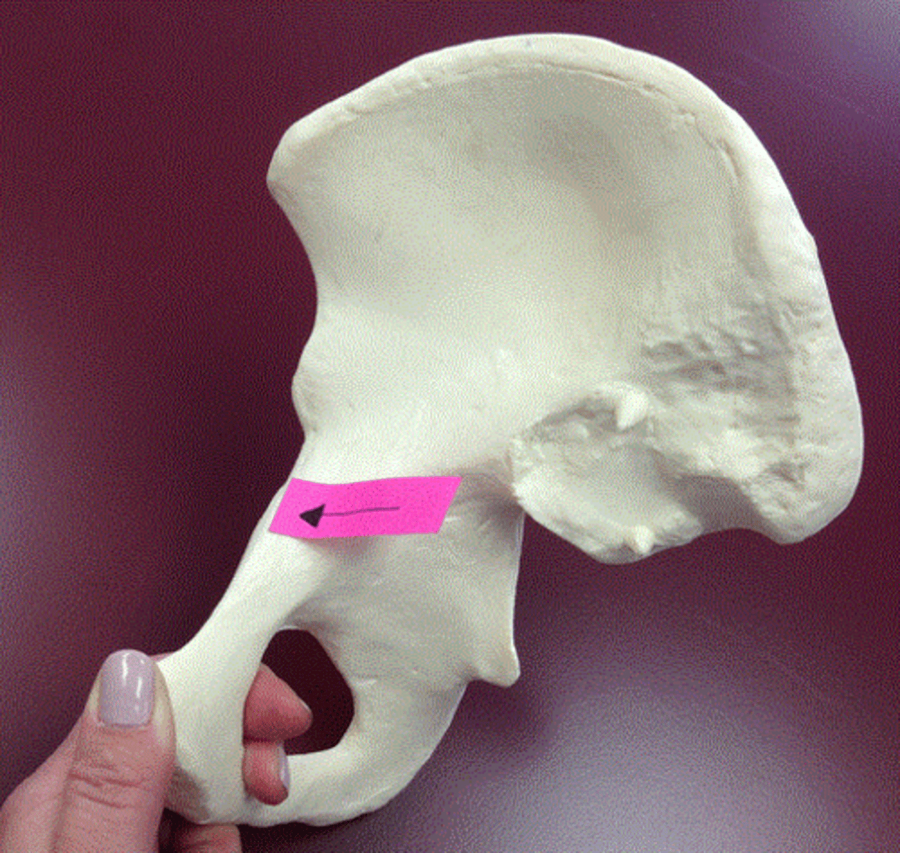 knowt flashcard image