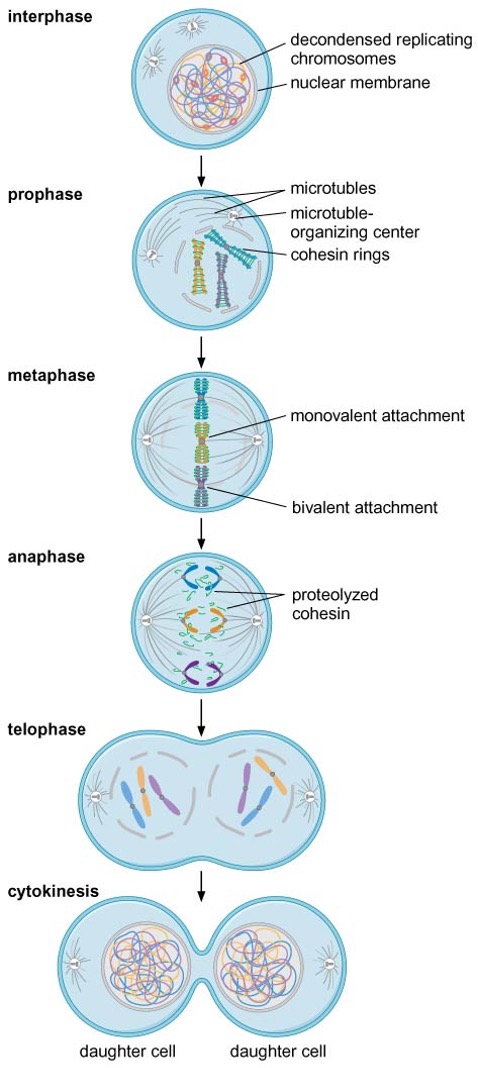 Prophase -> Metaphase -> Anaphase -> Telophase